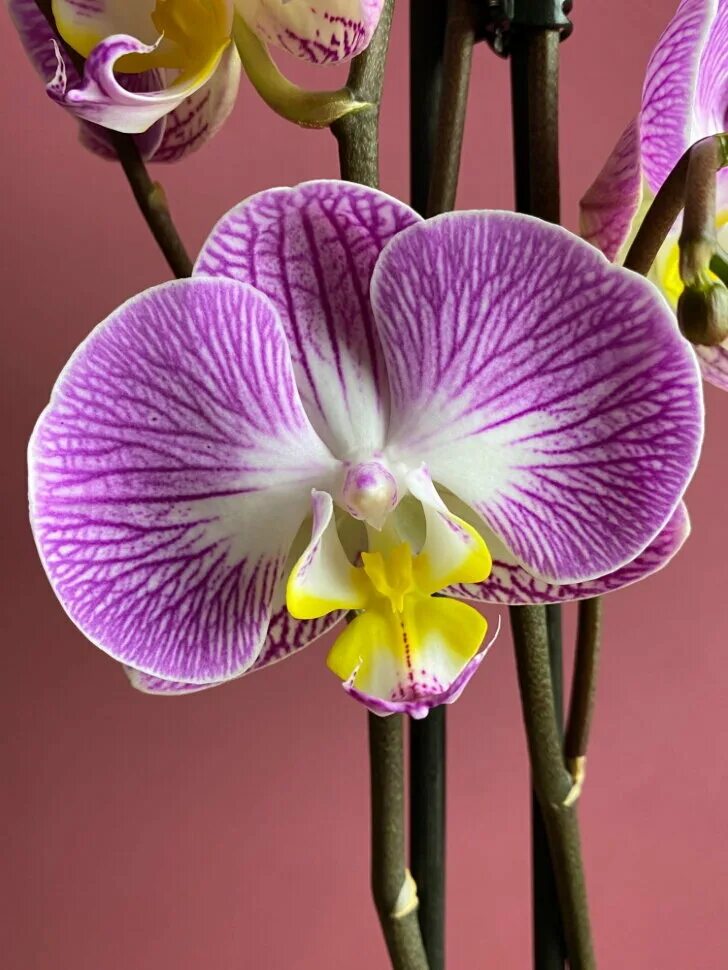 Персональный сайт - Phal. Leopard Prince Es (Phal. Marple)