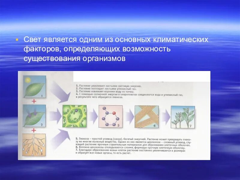 Основными климатическими экологическими факторами являются.