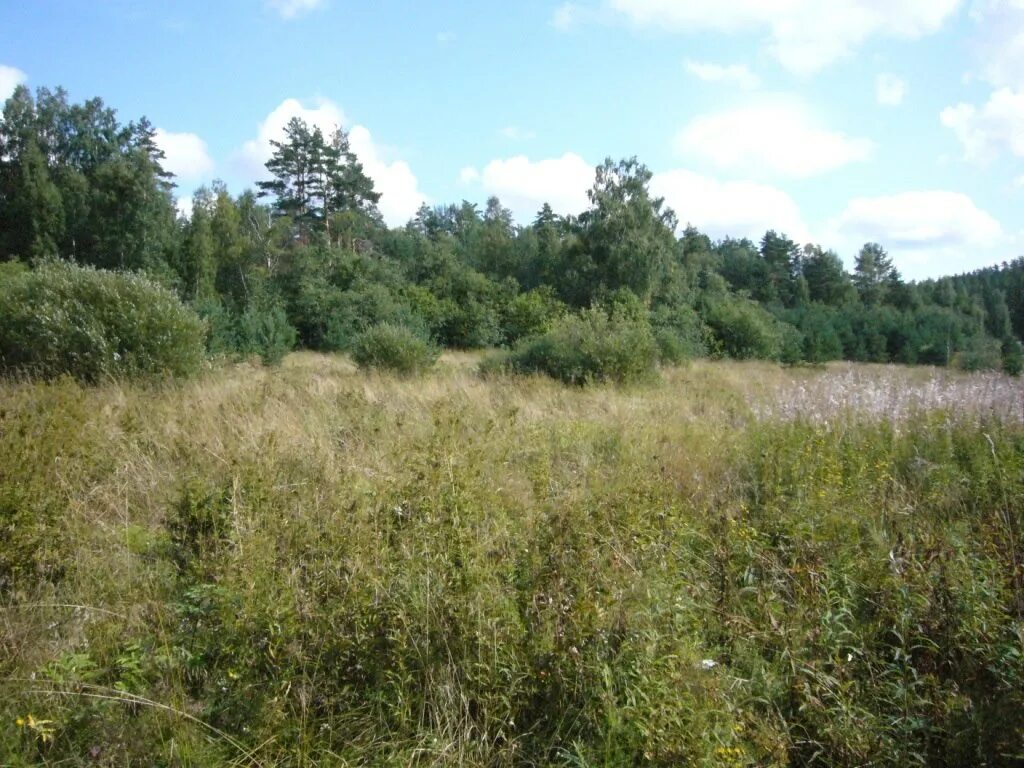 Купить участок в приморске. Участки приморск. Приморск (ленинградская область) купить участок. Снт трибуна приморск. Посёлок смолячково приморское шоссе 696.