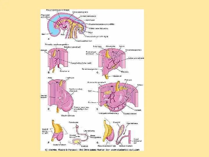 Онтогенез пищеварительной системы. Эмбриогенез органов пищеварения. Развитие пищеварительной системы эмбриогенез. Эмбриональное развитие пищеварительной системы человека. Источники развития органов пищеварительной системы.