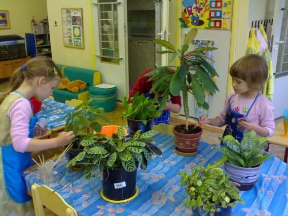 Комнатные цветы в детских садах. Центр природы в детском саду. Природный уголок в садике. Цветы в уголке природы в детском саду. Экология в первой младшей группе