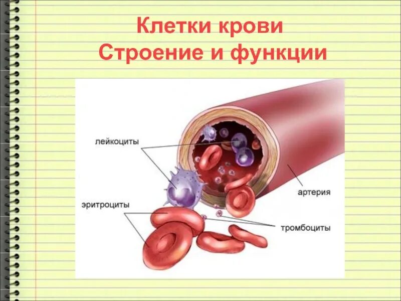 Кровь строение рисунок. Строение крови. Строение клеток крови. Строение и функции клеток крови. Структура клетки крови.
