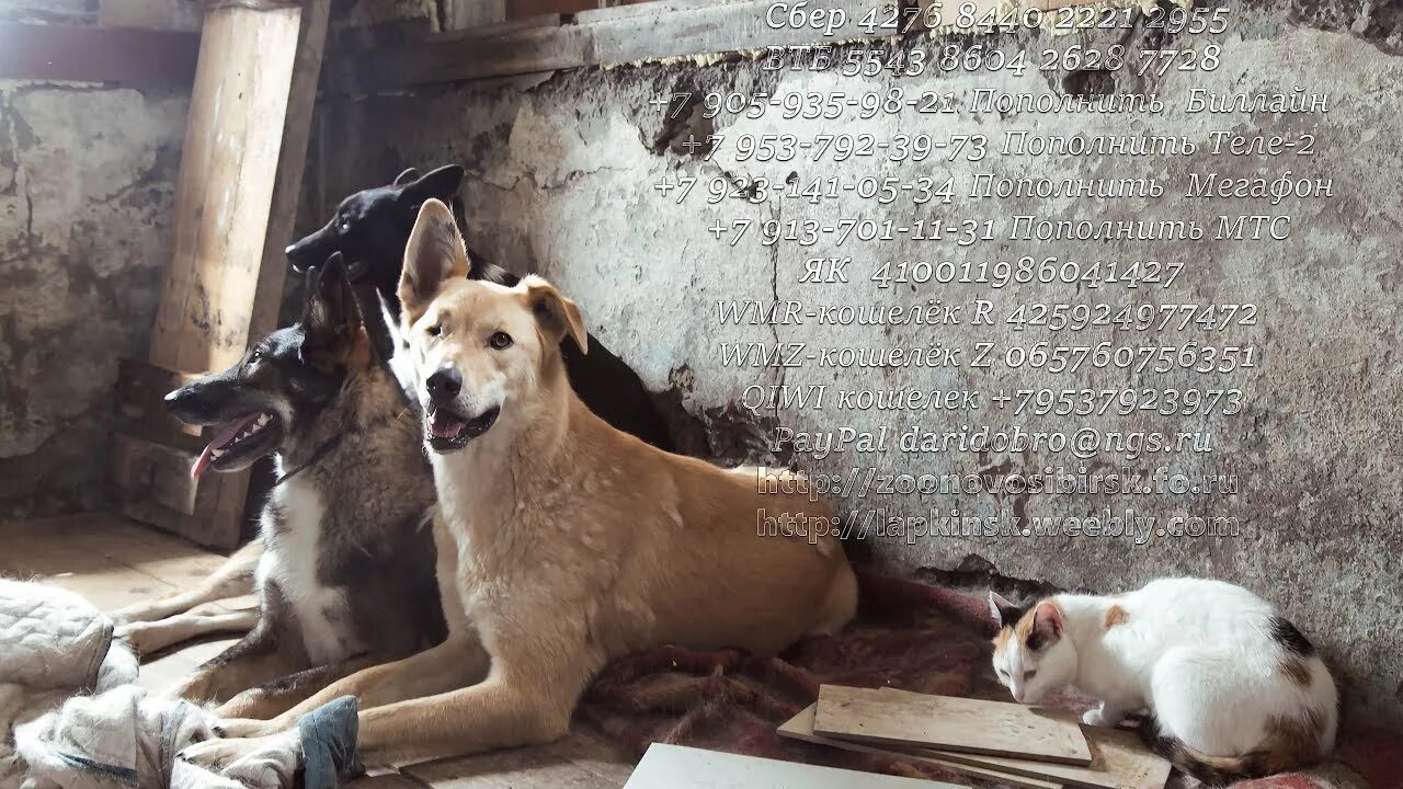 Приют для кошек и собак. Бездомные собаки в ЗАБРОШКАХ. Бездомные кошки и собаки. Добро приют сайт