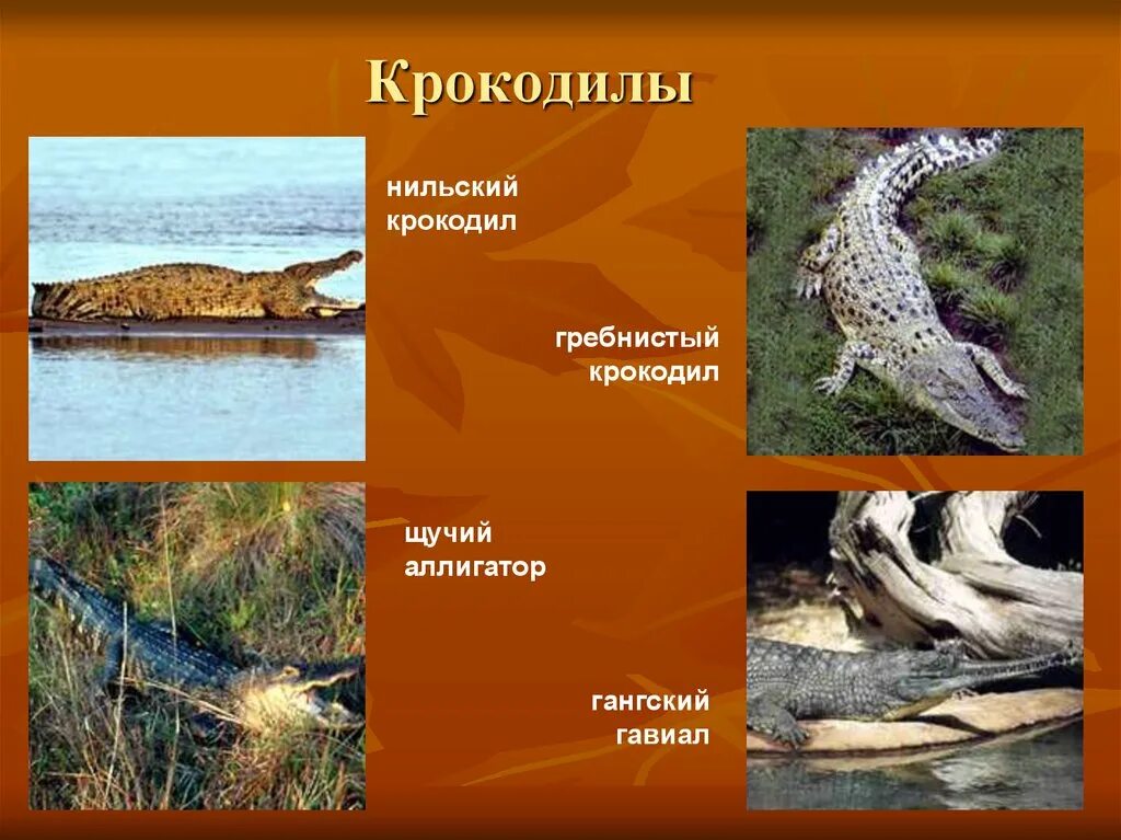 Крокодил класс. Признаки отряда крокодилы. Кубинский кайман. Пресмыкающиеся отряд крокодилы. Строение нильского крокодила.