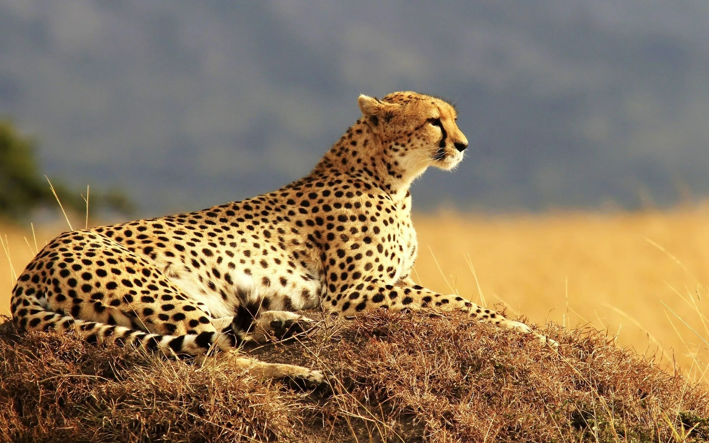 Южноафриканский гепард. Cheetah (гепард). Африканская Саванна гепард. Леопард в саванне.