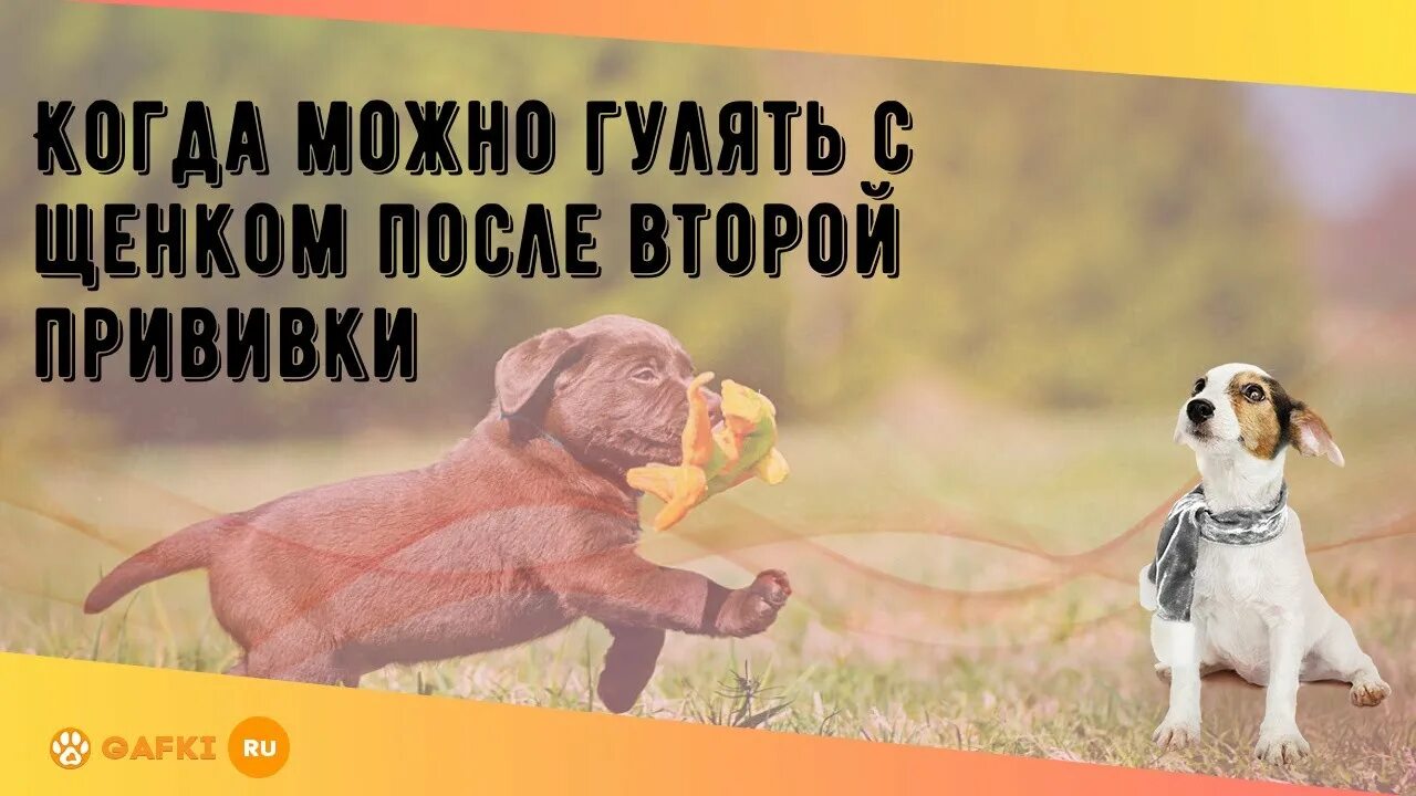 Когда можно гулять с щенком после прививки. Когда можно гулять с щенком. Когда гулять с собакой после 2 прививки?. Когда можно гулять с щенком после второй прививки. Когда можно гулять со щенком после первой.