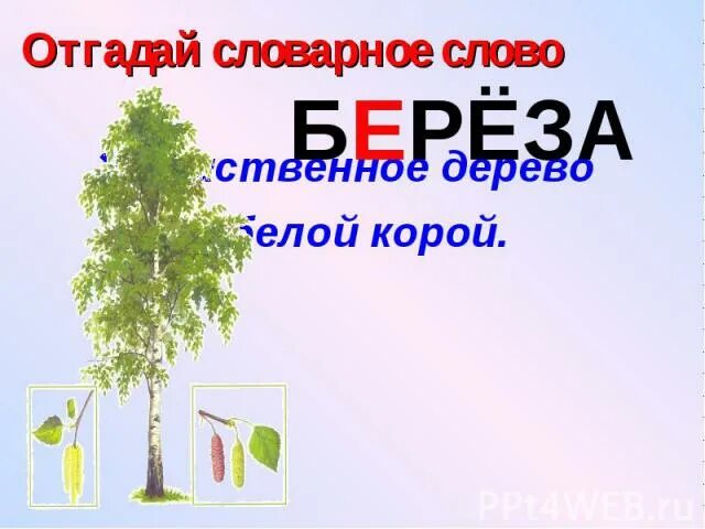 Словарное слово береза 2 класс. Словарное слово береза в картинках. Словарное слово береза 1 класс. Берёза словарное слово или нет.