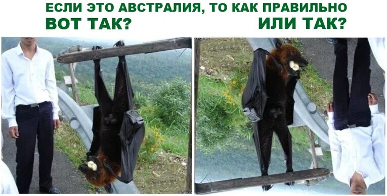 Почему не стоит ехать в австралию. Добро пожаловать в австралию. Жизнь в австралии приколы. Почему не поеду в австралию. Страшные животные австралии.