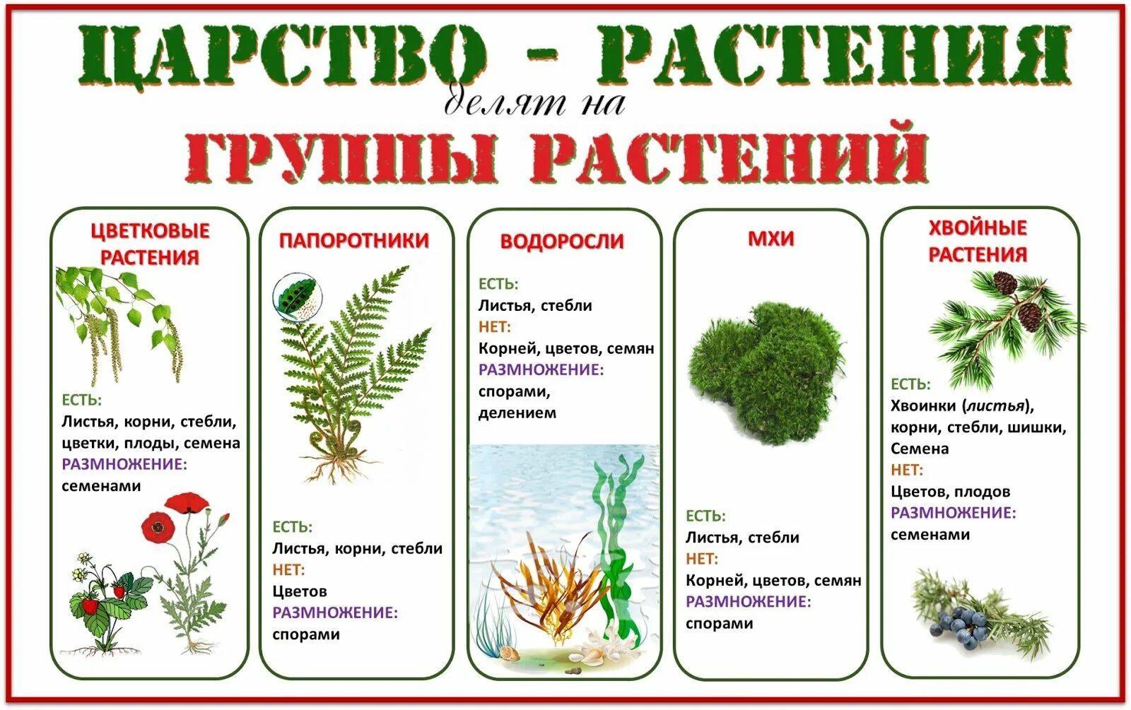 Какие существуют отделы растений. Группы растений. Деление растений на группы. Царство растений. Группы царства растений.