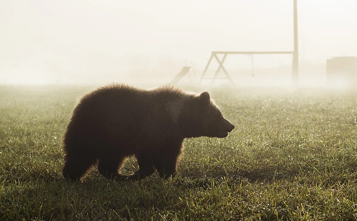 Bears walk