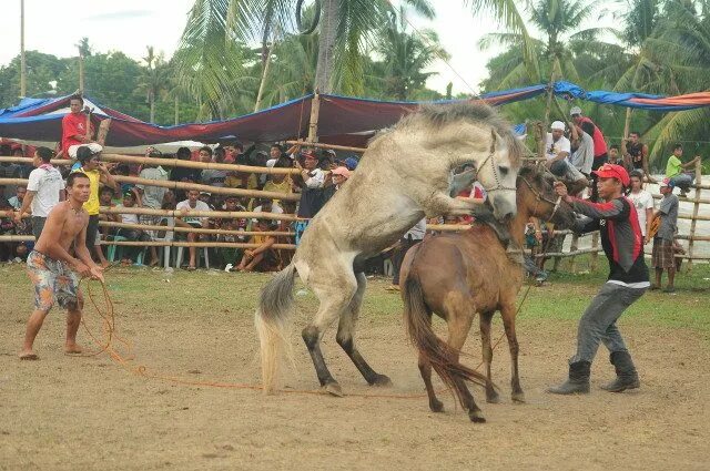 Horse fight. Лошади дерутся. Лошади дерутся. Horse fight. Horse fight.