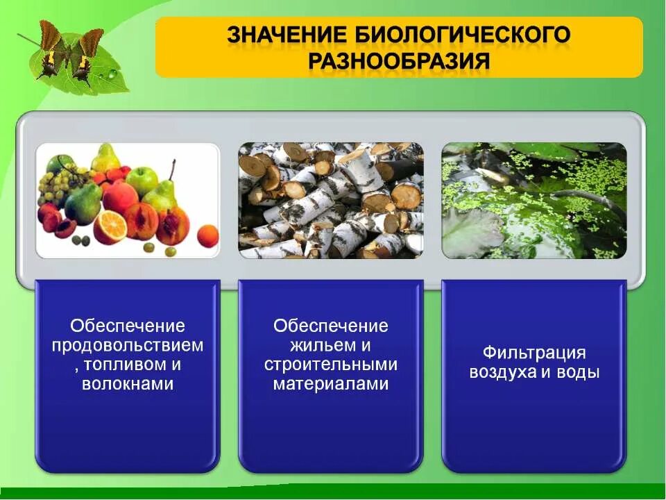Условия его разнообразия и. Сохранение биологического разнообразия. сохранение биоразнообразия. значимость биоразнообразия. важность сохранения биоразнообразия.