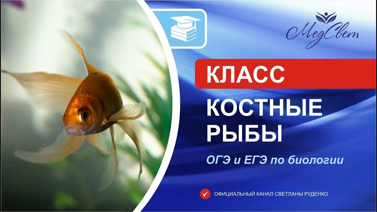 Решу огэ рыбы. Рыбы огэ. рыбы егэ биология. костные рыбы огэ. класс костные рыбы егэ.