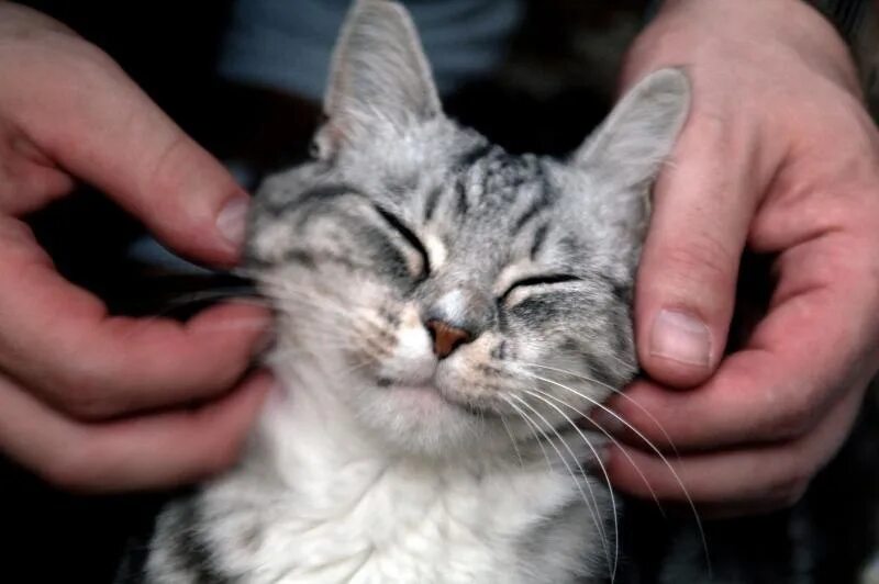 Поглаживание кота. Кот урчит. Поглаживание кота. Мурлыканье кошки. Чешет за ушком.