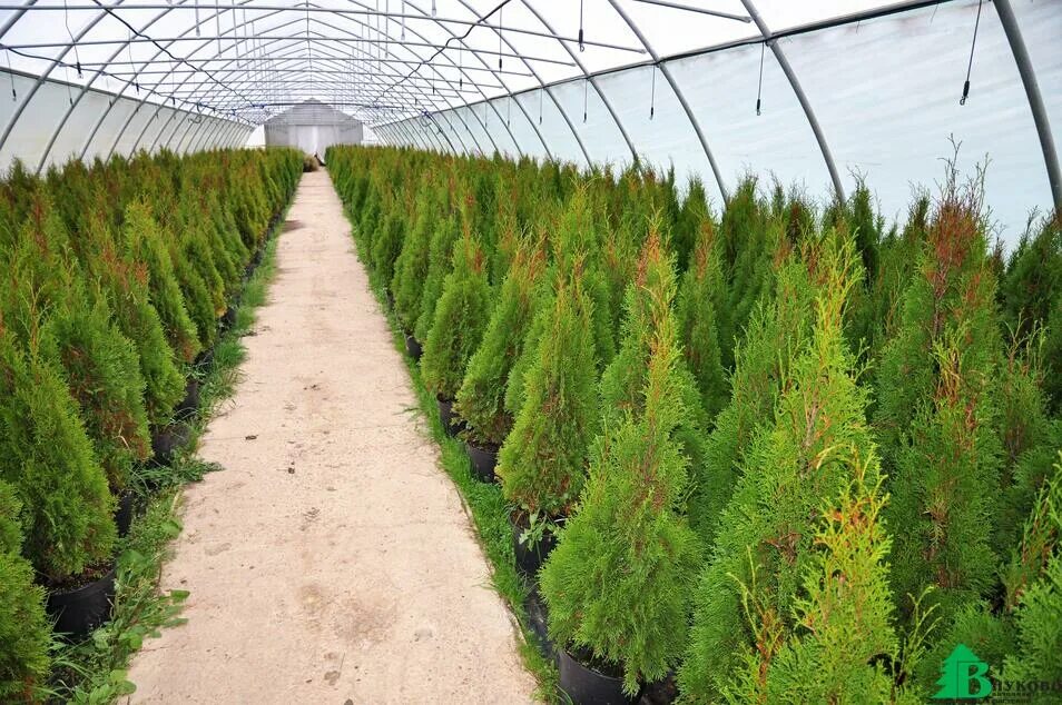 туя самарканд. туя канадская тимирязевский питомник. питомник туи московская область. московские питомники туй. туя смарагд саженцы.