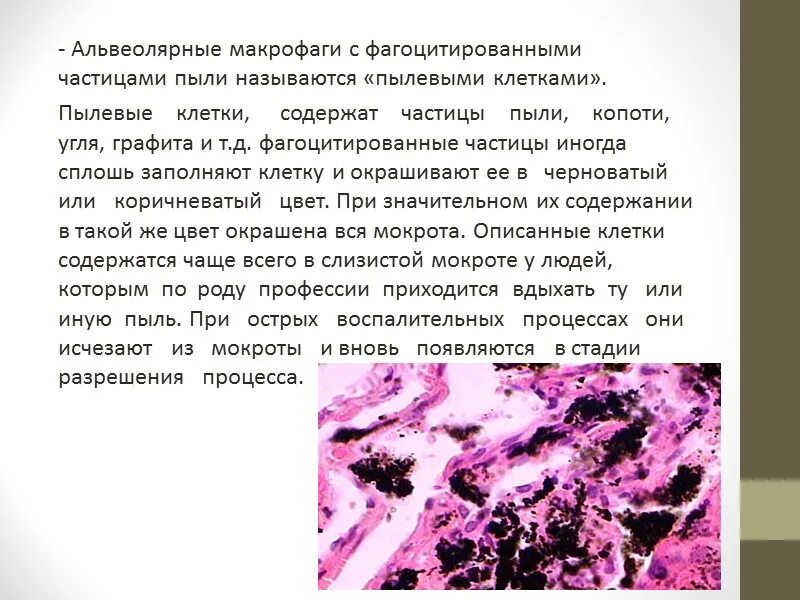 Альвеолярные макрофаги. Альвеолярные макрофаги в мокроте. Альвеолярные макрофаги в мокроте норма. Альвеолярные макрофаги норма.