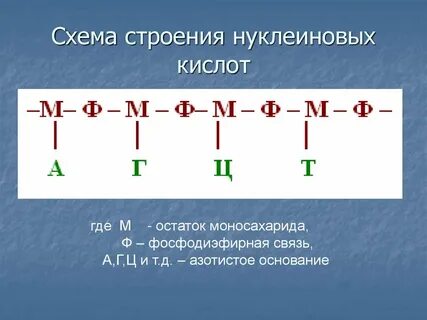 Биополимеры аминокислот