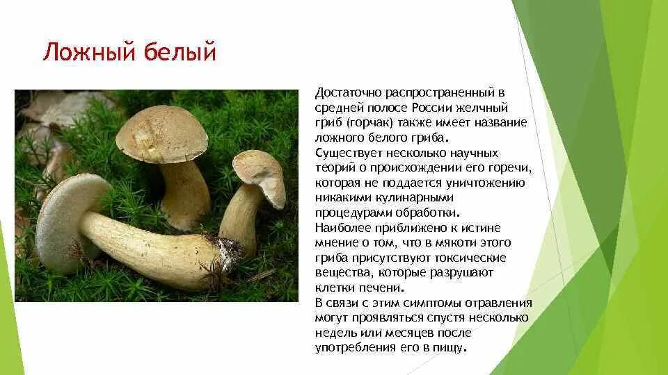 Белый гриб признаки. Горчак или желчный гриб. Горчак, ложный белый гриб. Ложный Боровик, желчный гриб. Ложный белый гриб желчный гриб.