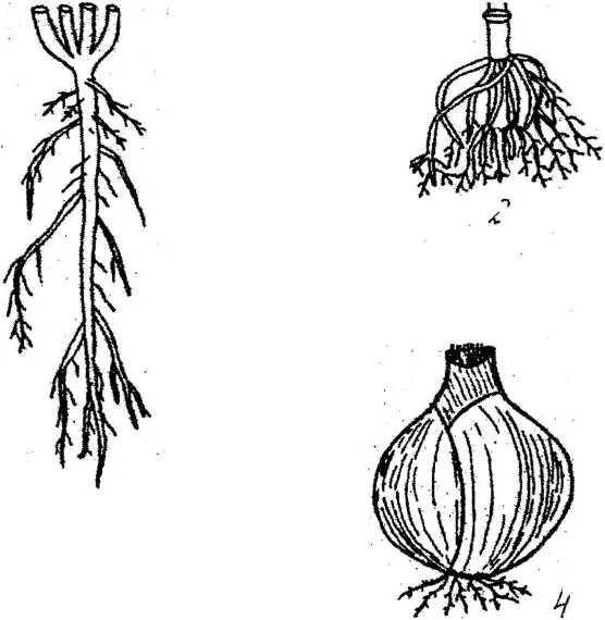 Какой тип корневой системы сформируется если луковицу. Мочковатая система луковицы. Мочковатая корневая система лук.