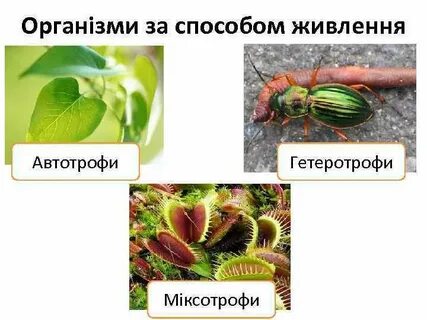 Миксотрофы