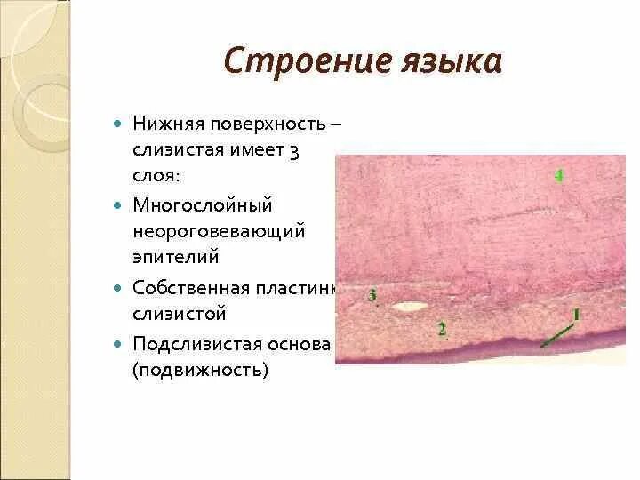 Слои слизистой полости рта. Неороговевающий эпителий ротовой полости. Строение слизистой оболочки языка. Особенности строения слизистой оболочки языка. Верхняя поверхность языка строение.