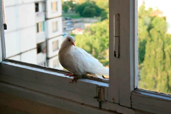 Голуби сели на подоконник. Голуби на окна. Белый голубь на подоконнике. Белый голубь на окне. Птица сидит на окне.