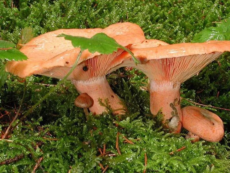 Гриб Рыжик еловый. Рыжик деликатесный. Lactarius salmonicolor Рыжик. Шляпочные грибы Рыжик. Душистый рыжик