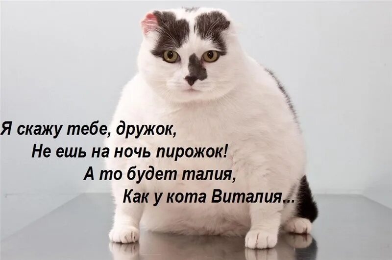 Спокойно попить. Талия как у кота Виталия. Смешные стихи про котов. Стих про жирного кота.