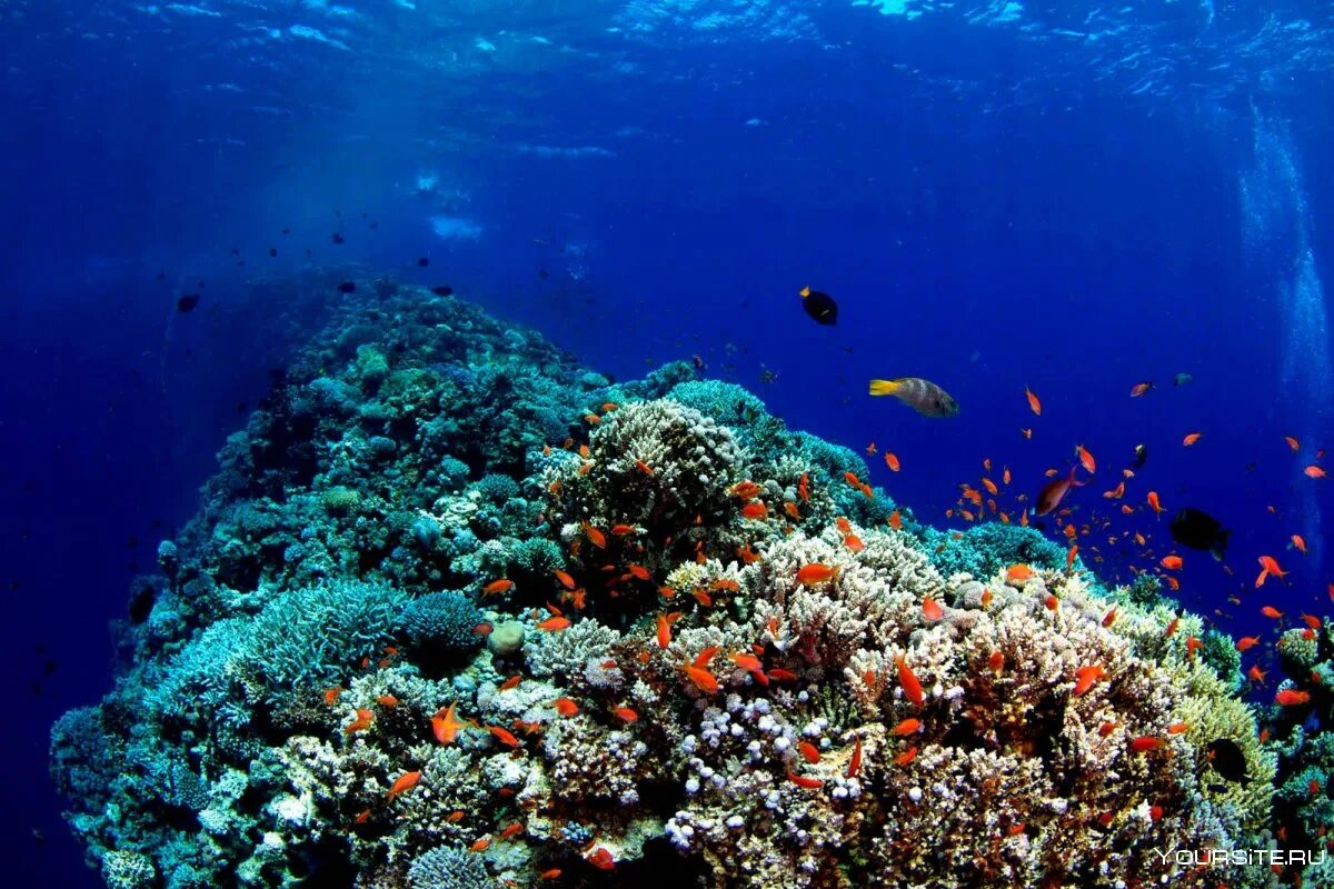 Риф шарм-эль-шейх. Риф шарм-эль-шейх. Шарм эль шейх коралловый риф рыбы. Риф в египте шарм-эль-шейх. Кораллы в шарм эль.