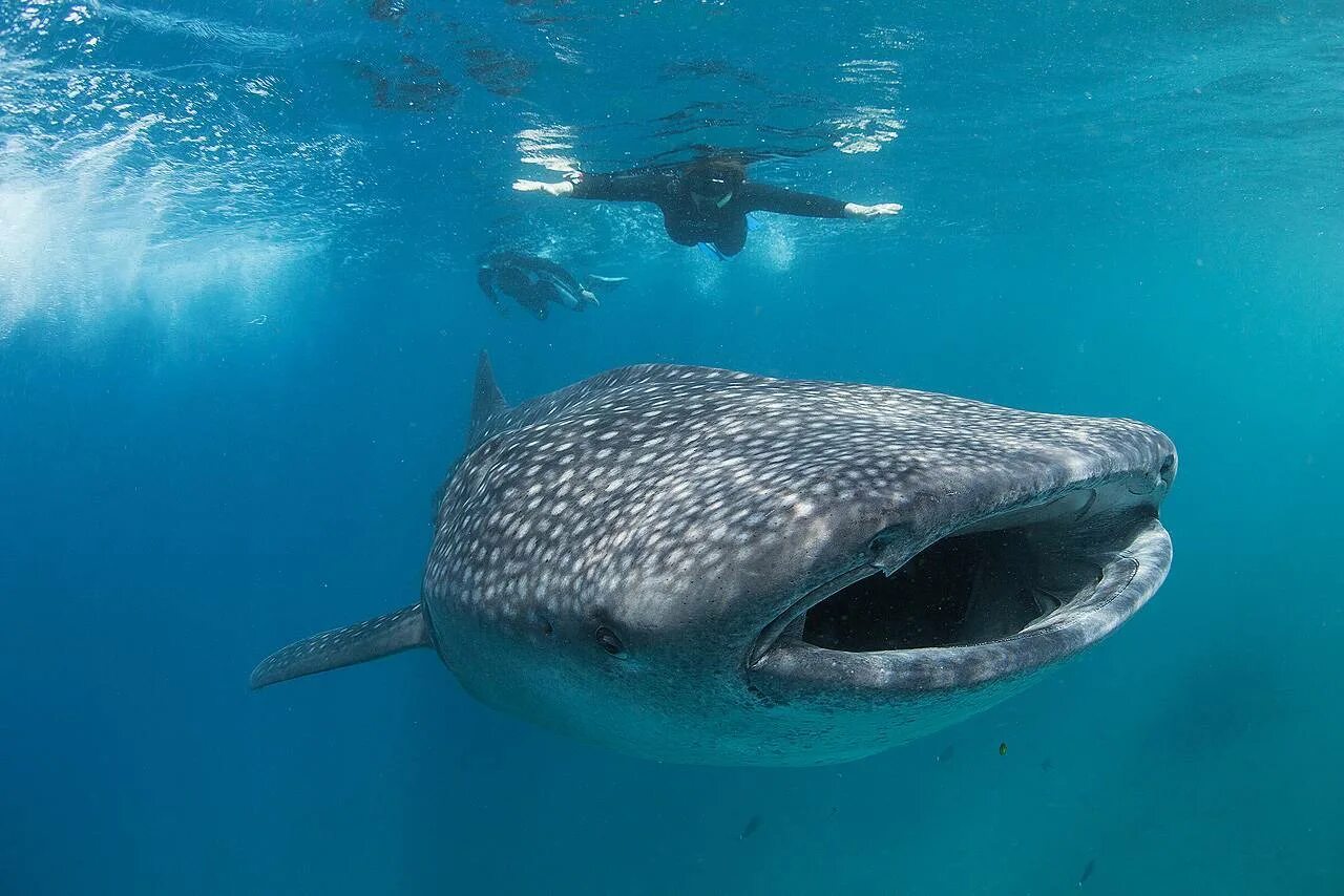 Атлантический парусник рыба. Atlantic bluefin tuna. Гигантская китовая акула. Китовая акула планктон. Какая рыба в океане самая.