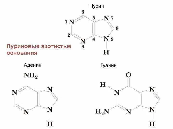 Пуриновые азотистые основания. Азотистое основание формула химическая. Структурные формулы азотистых оснований. Строение азотистых оснований.