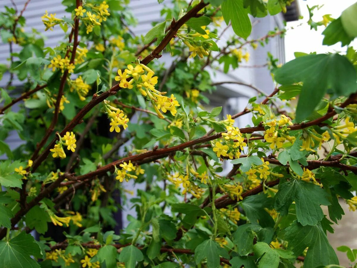 Текст весной неистово пылает золотистая смородина. Смородина золотистая (ribes Aureum). Йошта золотистая. Смородина золотистая ribes Aureum кустарник. Смородина золотистая Алтаргана.