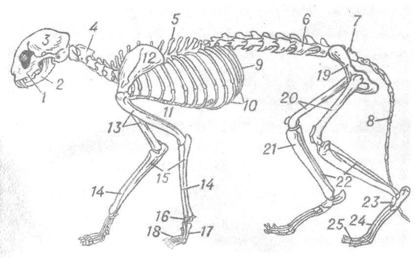 Скелет кошки анатомия лапы. Скелет млекопитающего скелет туловища. Строение костей лапы кошки. Анатомия костей задних конечностей кошки.