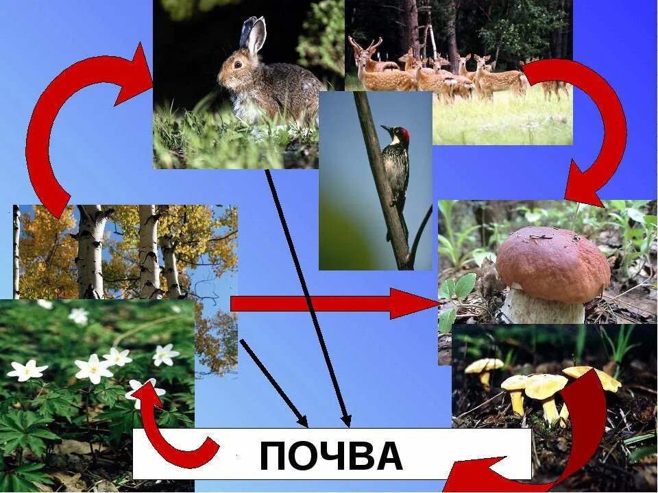 Великий круговорот жизни. Великий круговорот жизни 3 класс. Производители потребители Разрушители. Модель круговорота жизни.