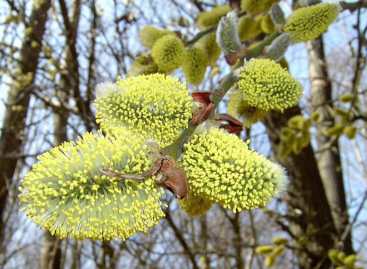 Верба название дерева. Ива Козья Salix caprea. Ива Козья (бредина) – Salix caprea. Ива бредина (Salix caprea). Ива Козья, бредина – Salix caprea l..