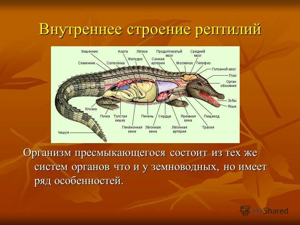 Что имеется в скелете пресмыкающихся. Пресмыкающиеся внешнее строение. внутреннее строение пресмыкающихся. внутренне строение пресмыкающихся. внутреннее строение рептилий.