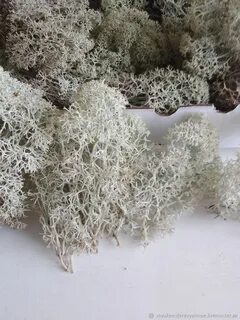 Олений мох применение