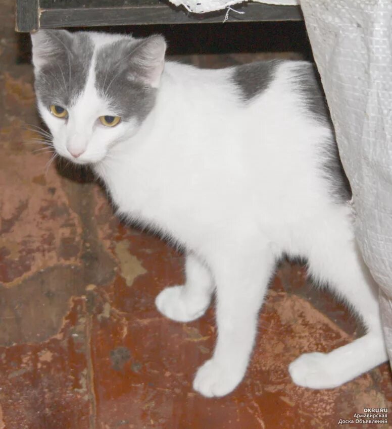 Кошки бело серого окраса. Серо белый кот. Белый кот с серыми пятнами. Белая кошка с серыми пятнами. Серо-белый котёнок.