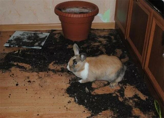 Кролик в квартире. Декоративный кролик в квартире. Дом для кроликов. Завести ли кролика