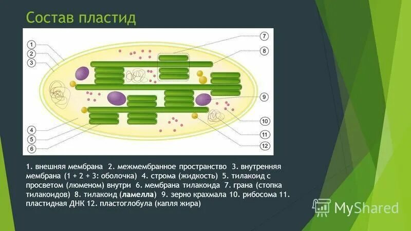 Зерна крахмала в хлоропластах. Внутренняя мембрана тилакоида хлоропласта. Мембрана тилакоидов Гран. Пластиды состав. Внутренняя и наружная мембрана тилакоида.