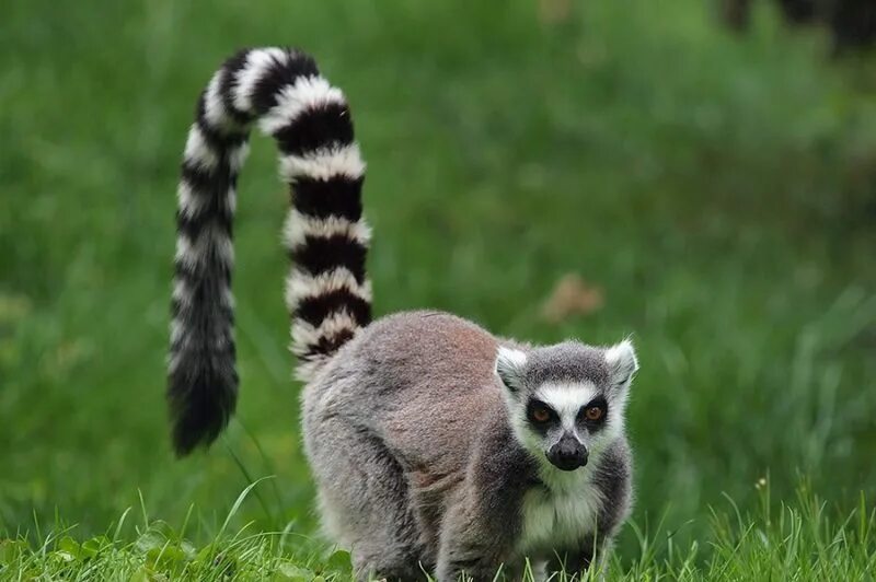 Лемур с полосатым хвостом. Кошачий лемур домашний. Лемур с полосатым хвостом. Кошачий лемур хвост. Длинный полосатый хвост.