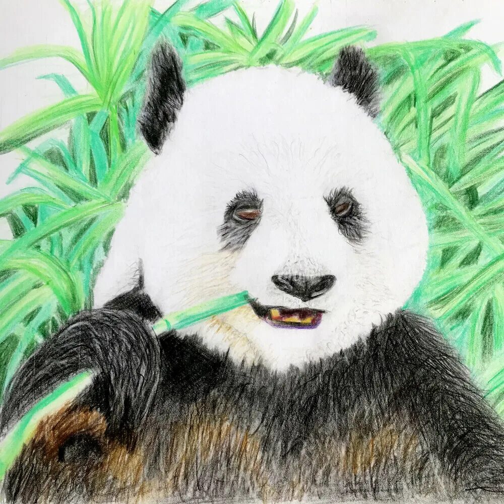 Панда песня. Панда mp3. Панда музыкант. Panda песня. 10 little panda.