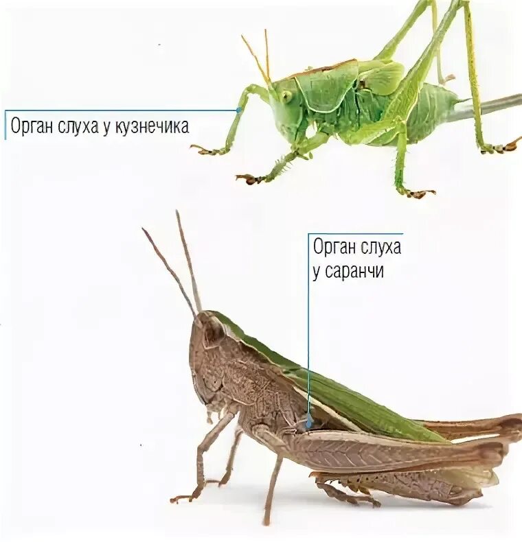 Где находится орган кузнечика