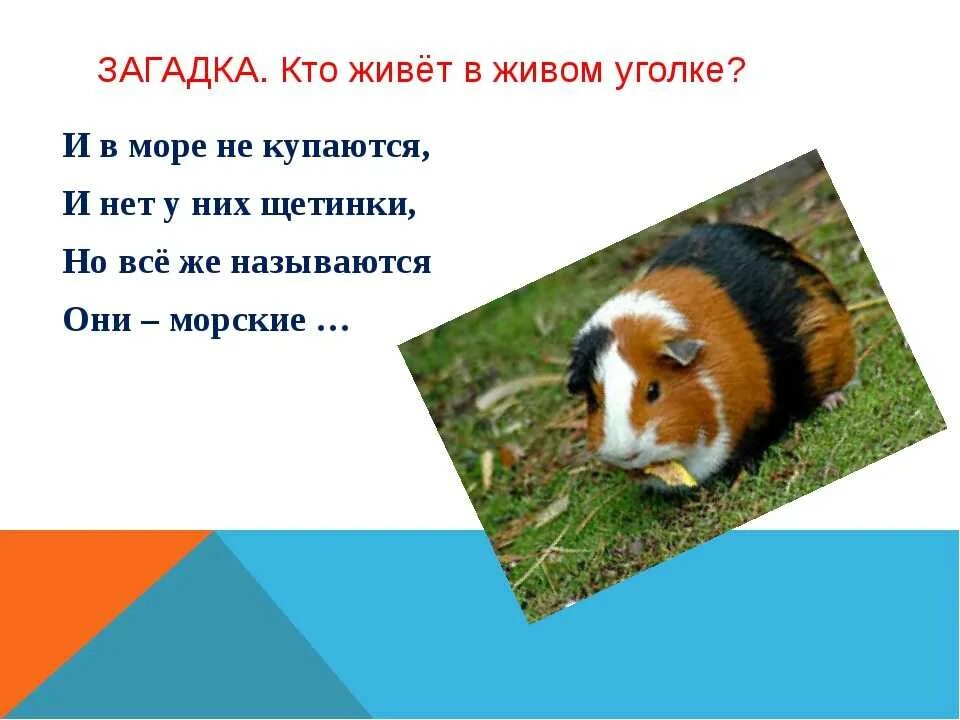 Проект про морских свинок Окружающий мир "Животные живого уголка. Про кошек и собак." 2 класс