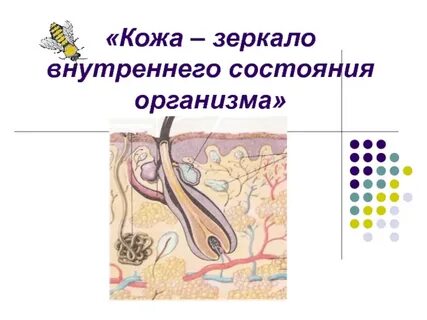 Функция кожи презентация