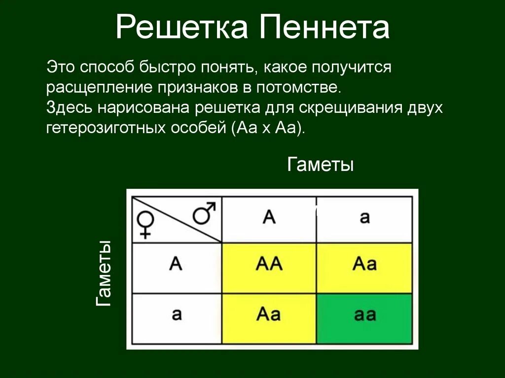 Комбинация скрещивание. Решетка Пеннета ф2. Задачи генетика решетка Пеннета. Решётка Пеннета для дигибридного. Решетка Пинета биология.