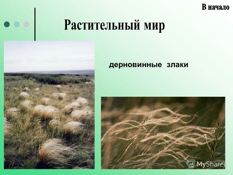 ковыль южной америки. колосняк сирийский. ковыль перистый (stipa pennata). ковыль (stipa). дерновинные злаки.