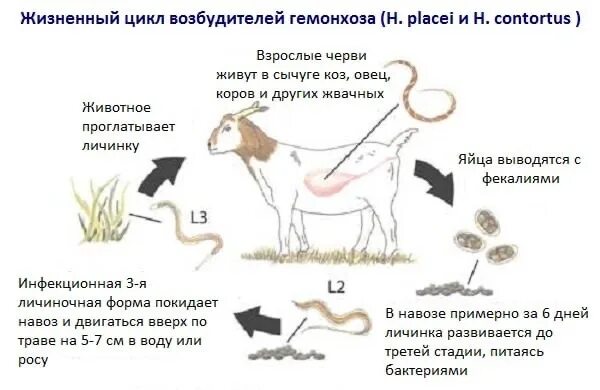 Гемонхоз жизненный цикл. Диктиокаулез жвачных цикл. Цикл развития диктиокаулеза жвачных. Глистогонное для коз. Диктиокаулез жвачных возбудитель.