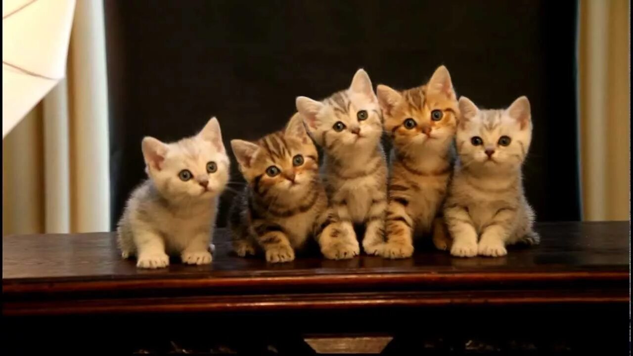 Играть 5 котят. Котята 5 штук. Пятеро котят. 5 Кошек. Котики стоят в ряд.