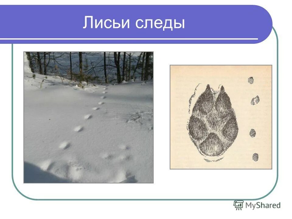Лисьи следы число. Следы лисы. Следы лисы на снегу. Как выглядит след лисы. Следы зайца сороки и мыши.